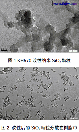 改性后的SiO2 颗粒分散在树脂中