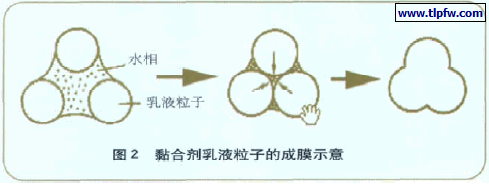 黏合剂乳液粒子的成膜示意