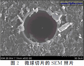 微球切片的ＳＥＭ 照片