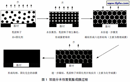 双组分水性聚氨酯成膜过程