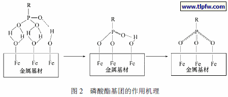 磷酸酯基团的作用机理