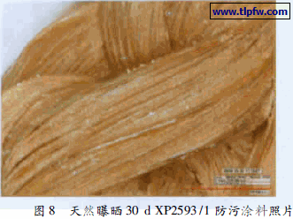 天然曝晒30 d XP2593 /1 防污涂料照片