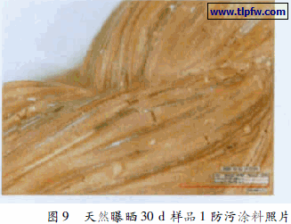 天然曝晒30 d 样品1 防污涂料照片