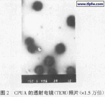 CPUA 的透射电镜（TEM）照片（×1.5 万倍）