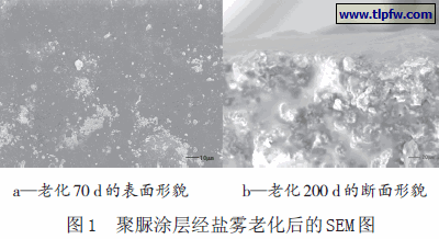 聚脲涂层经盐雾老化后的SEM 图