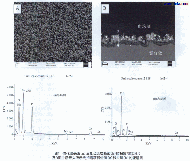 磷化膜表面形貌
