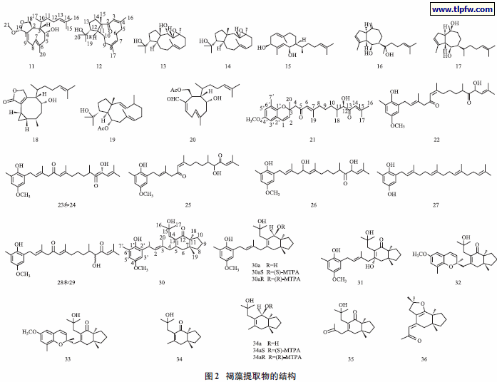 褐藻提取物的结构