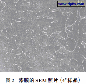 漆膜的SEM照片