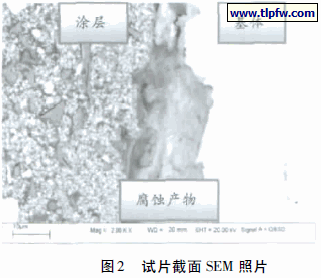 试片截面SEM 照片