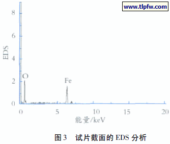 试片截面的EDS 分析