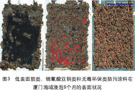 低表面能类、硫氰酸亚铜类和无毒环保类防污涂料在厦门海域浸泡9个月的表面状况