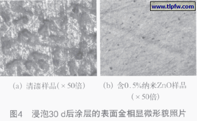 浸泡30 d后涂层的表面金相显微形貌照片