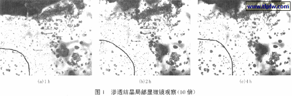 渗透结晶局部显微镜观察(10 倍)