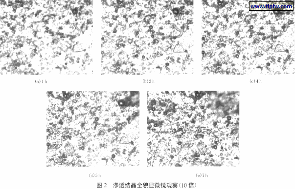 渗透结晶全貌显微镜观察（10 倍）