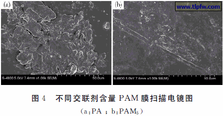 不同交联剂含量PAM 膜扫描电镜图