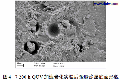 7 200 h QUV 加速老化实验后聚脲涂层底面形貌
