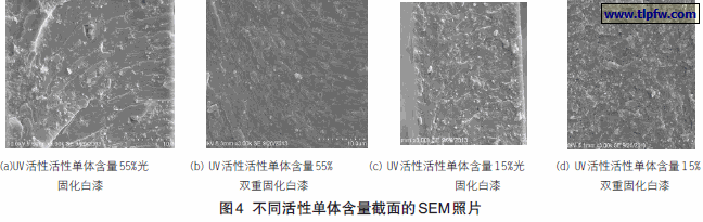 不同活性单体含量截面的SEM 照片