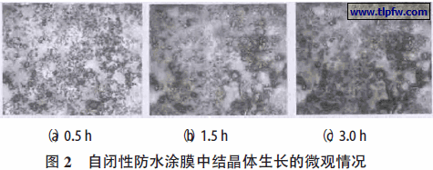 自闭性防水涂膜中结晶体生长的微观情况
