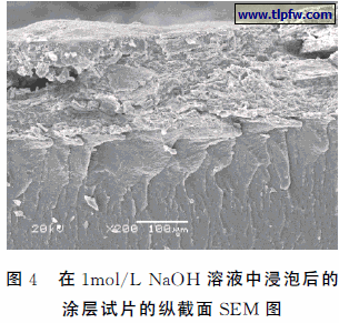 在１ｍｏｌ／Ｌ　ＮａＯＨ溶液中浸泡后的 涂层试片的纵截面ＳＥＭ 图