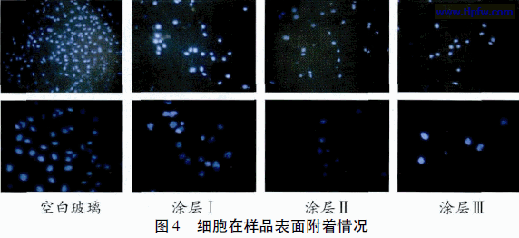 细胞在样品表面附着情况