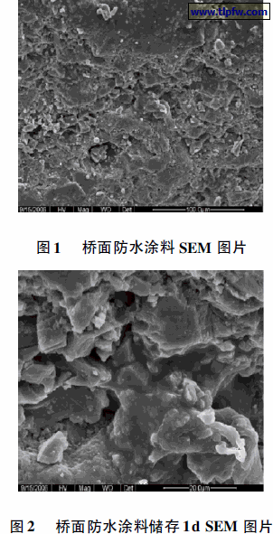 桥面防水涂料SEM 图片,桥面防水涂料储存1d SEM 图片