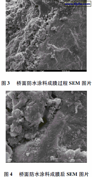 桥面防水涂料成膜过程SEM 图片,桥面防水涂料成膜后SEM 图片