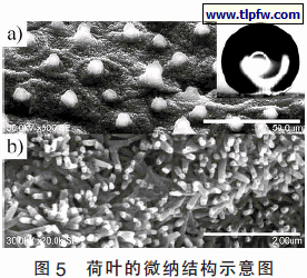 荷叶的微纳结构示意图