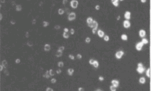 纳米材料在汽车涂料中的应用研究进展