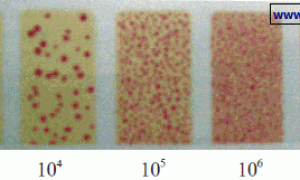 阴极电泳涂料槽液细菌含量的测定与防治