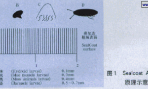AF无毒防污期浅析
