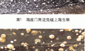 铝壳舰船用防污涂层的性能评价